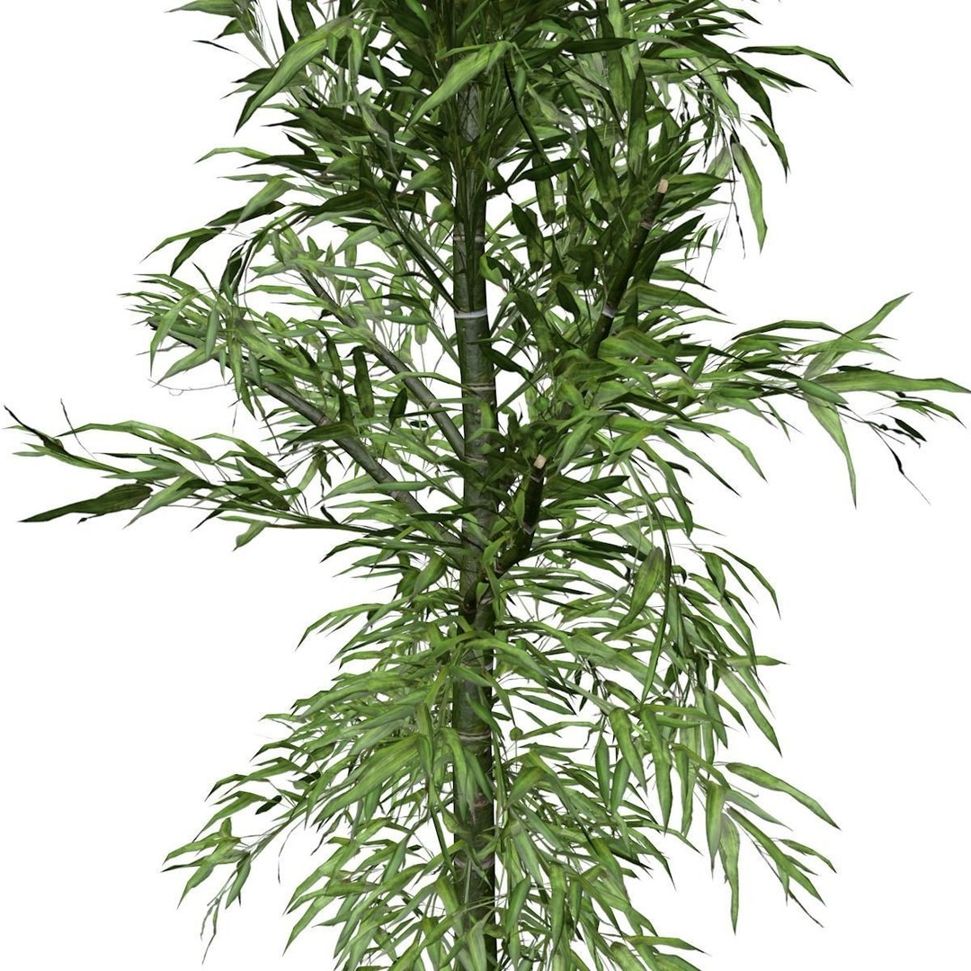 Bamboo Plant 3D Model – Photorealistic PBR Asset, FBX