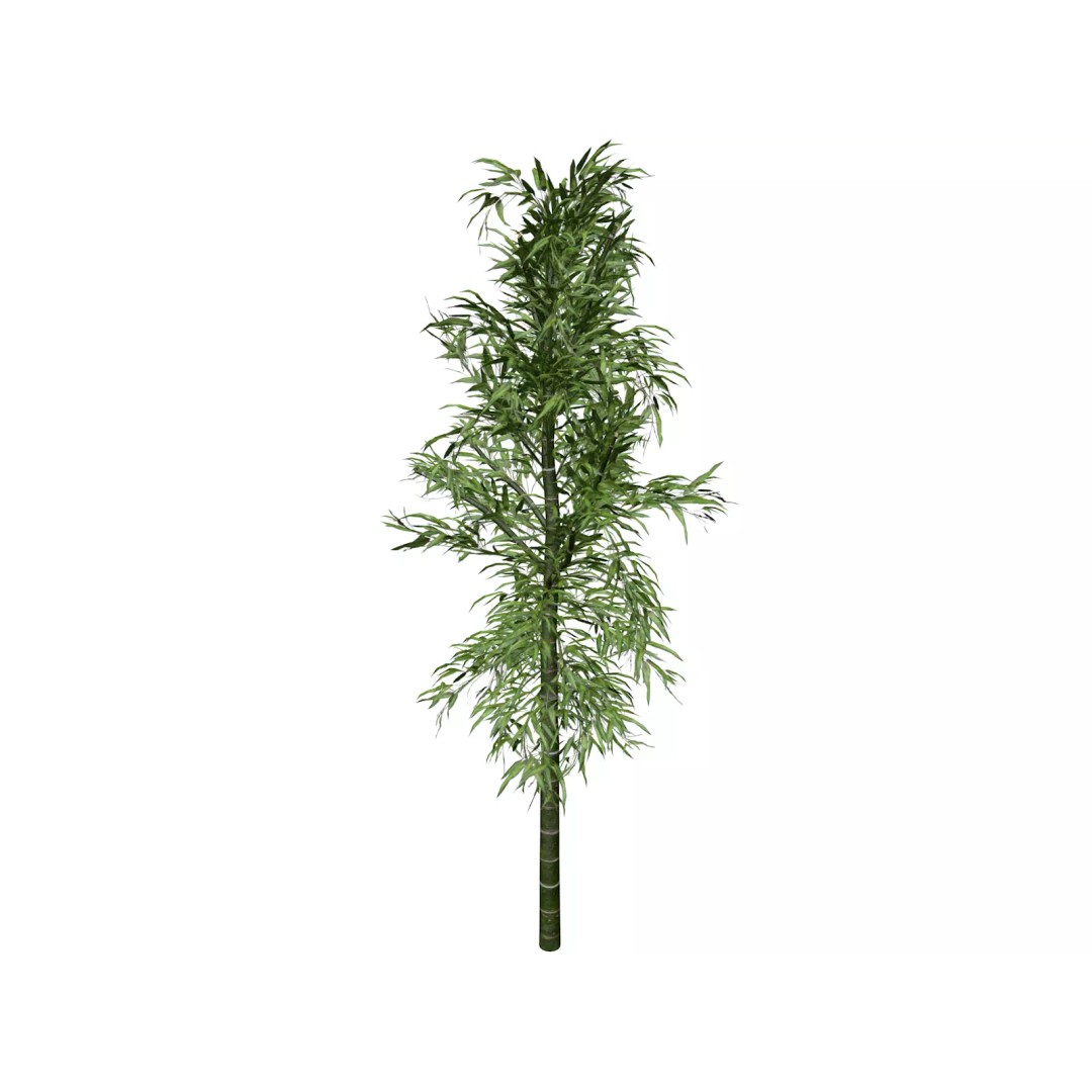 Bamboo Plant 3D Model – Photorealistic PBR Asset, FBX - View 2