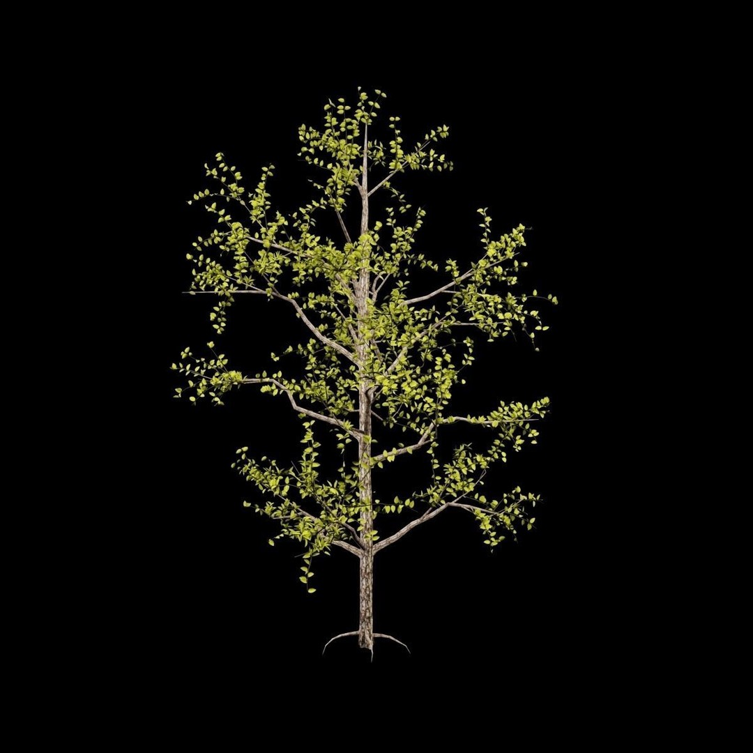 Pack of 5 Trees 3D Model – Low Poly Game Asset, FBX & OBJ Formats - View 13