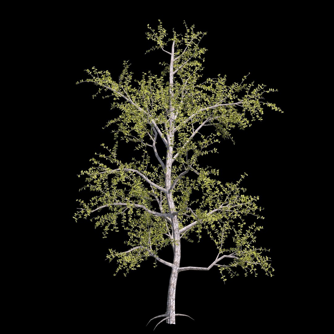 Pack of 5 Trees 3D Model – Low Poly Game Asset, FBX & OBJ Formats - View 16