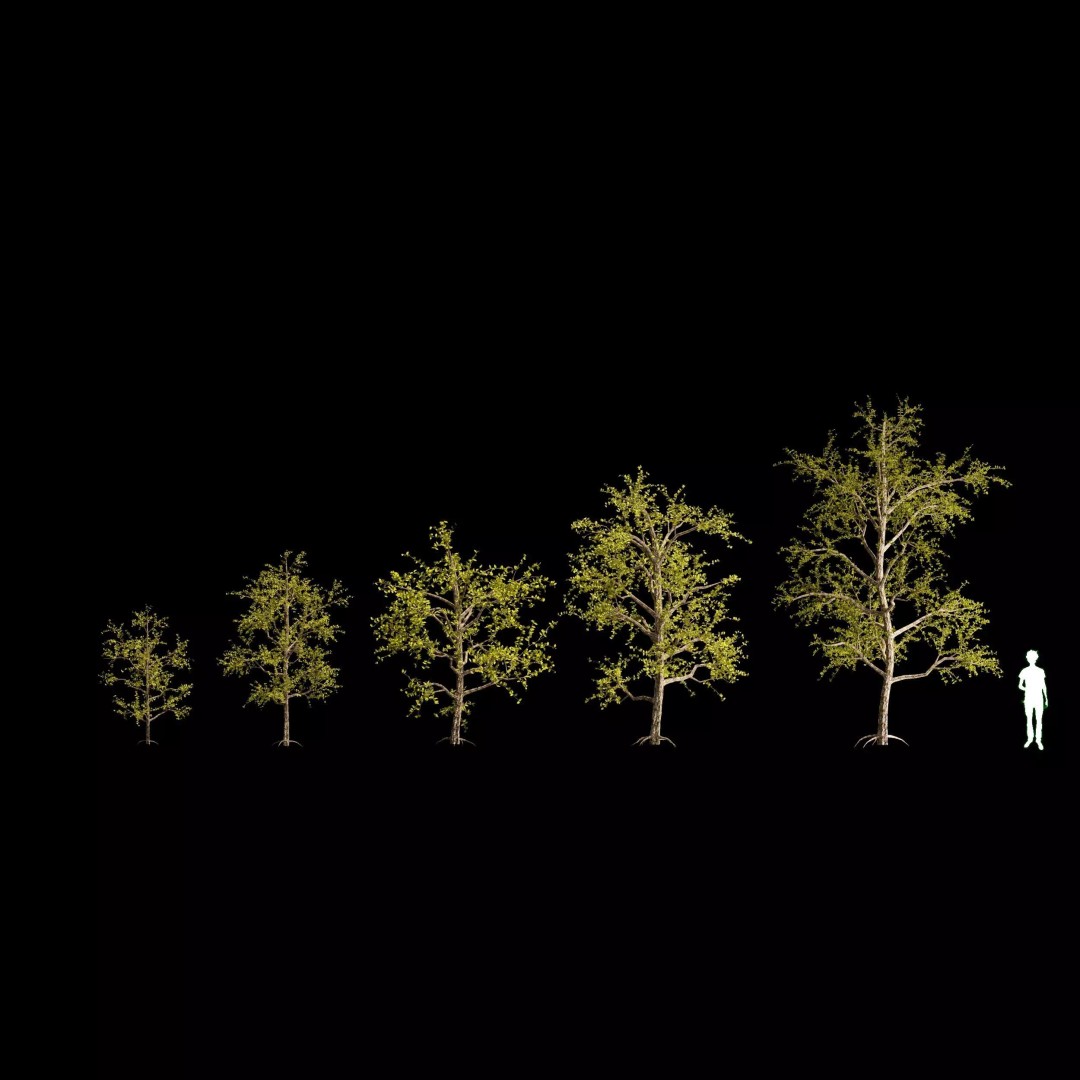 Pack of 5 Trees 3D Model – Low Poly Game Asset, FBX & OBJ Formats - View 2