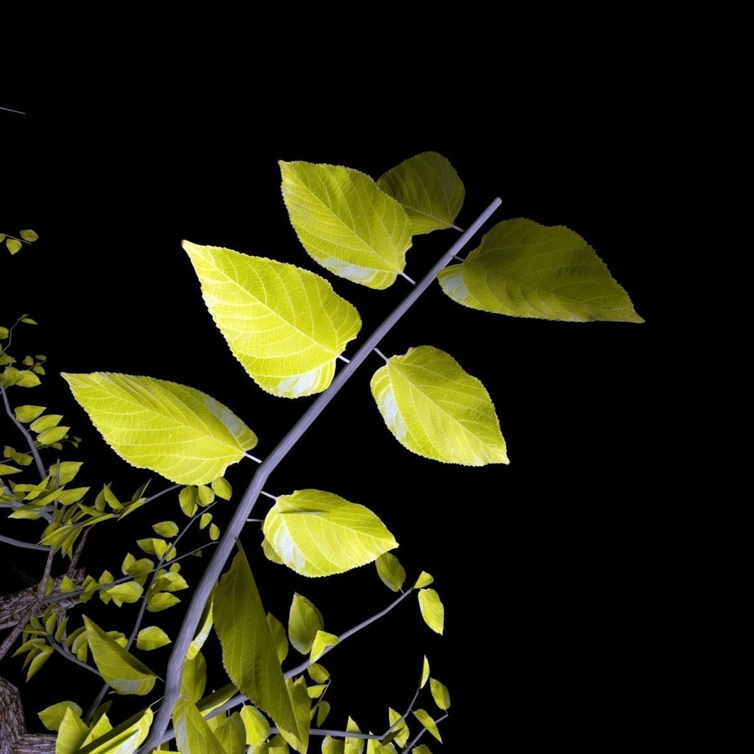 Pack of 5 Trees 3D Model – Low Poly Game Asset, FBX & OBJ Formats - View 3