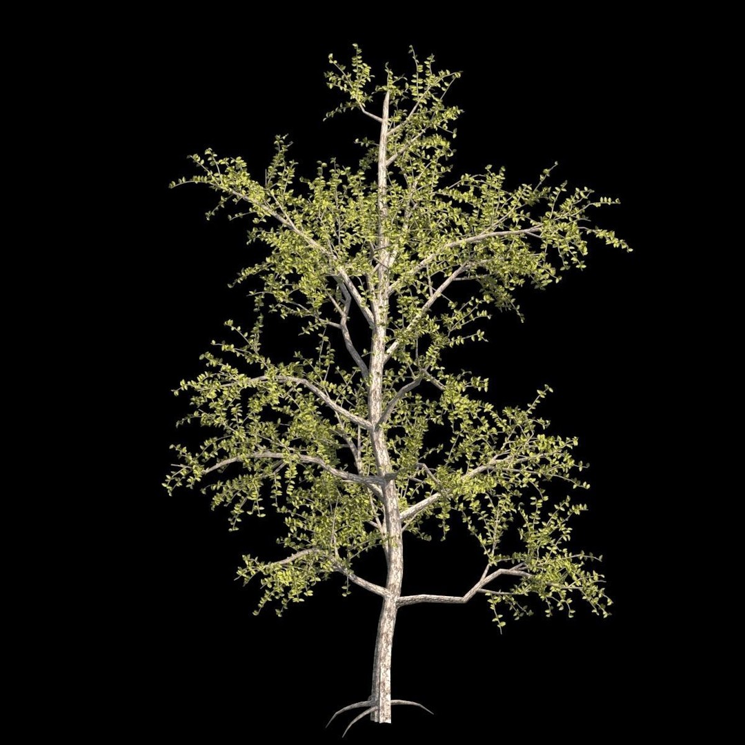 Pack of 5 Trees 3D Model – Low Poly Game Asset, FBX & OBJ Formats - View 7