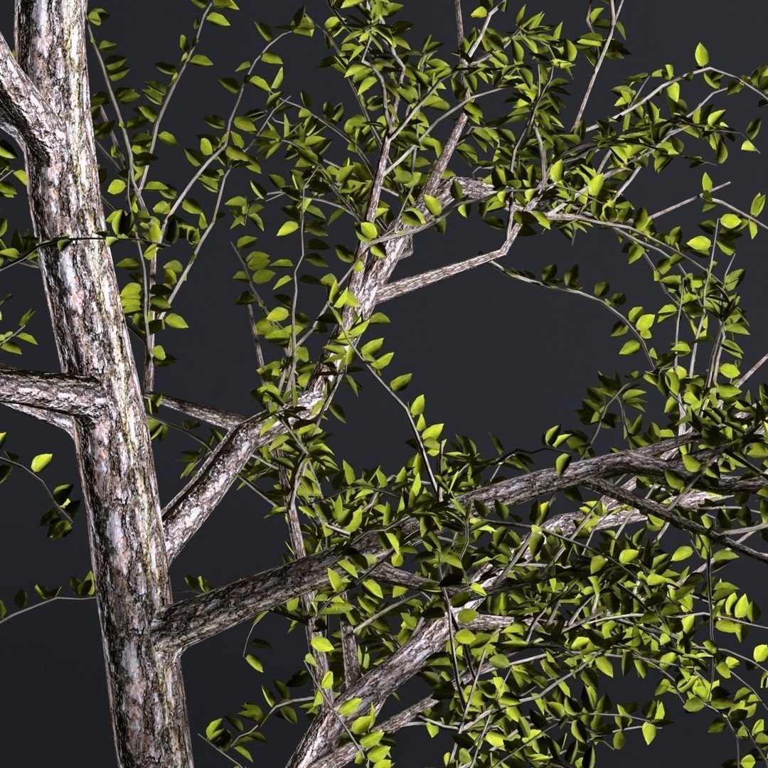 Pack of 5 Trees 3D Model – Low Poly Game Asset, FBX & OBJ Formats - View 8