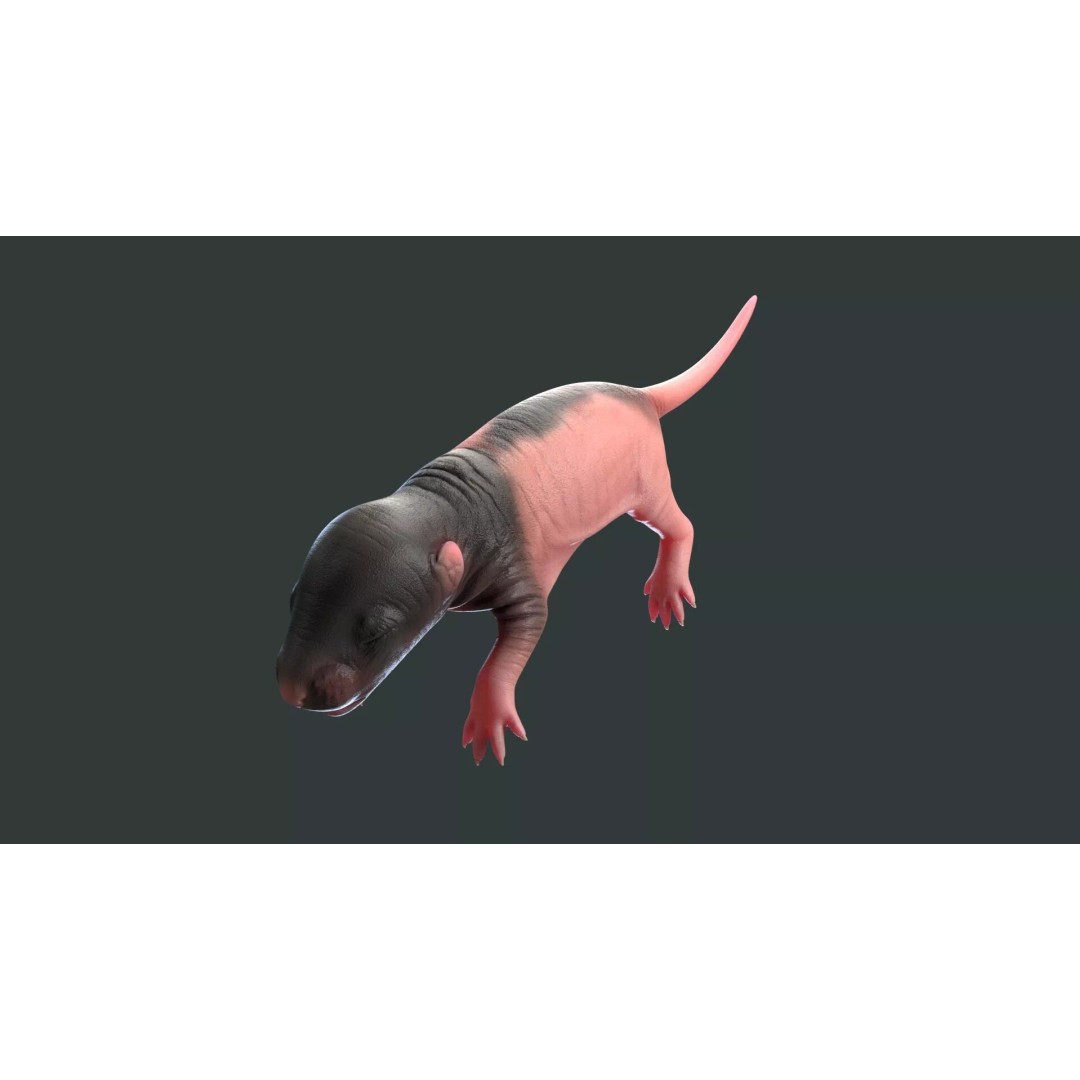 Realistic Baby Rat 3D Model – High Poly PBR Textured, FBX, OBJ - View 10