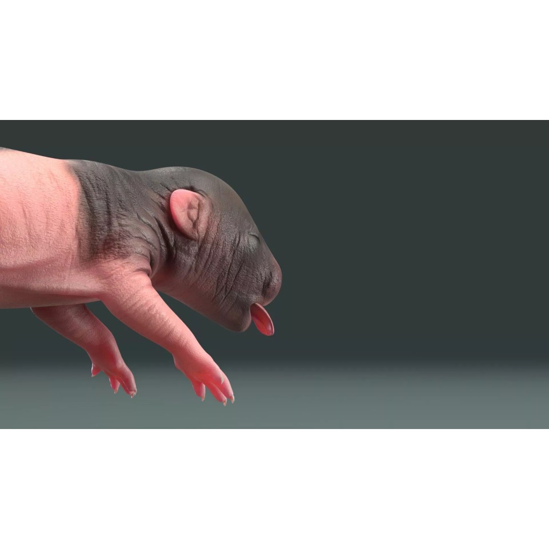 Realistic Baby Rat 3D Model – High Poly PBR Textured, FBX, OBJ - View 11