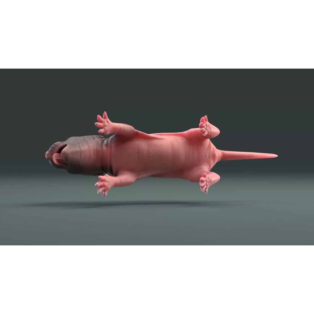 Realistic Baby Rat 3D Model – High Poly PBR Textured, FBX, OBJ - View 12
