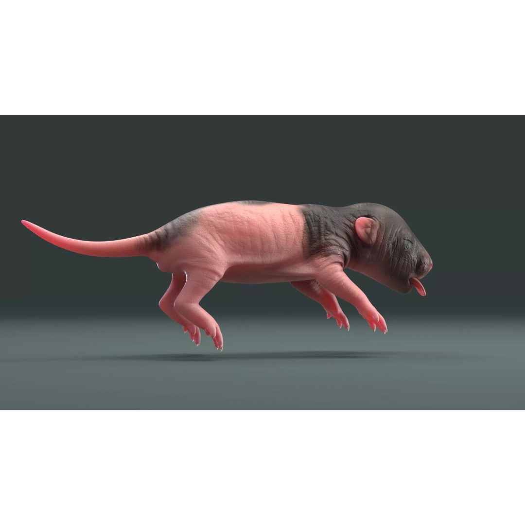 Realistic Baby Rat 3D Model – High Poly PBR Textured, FBX, OBJ - View 13