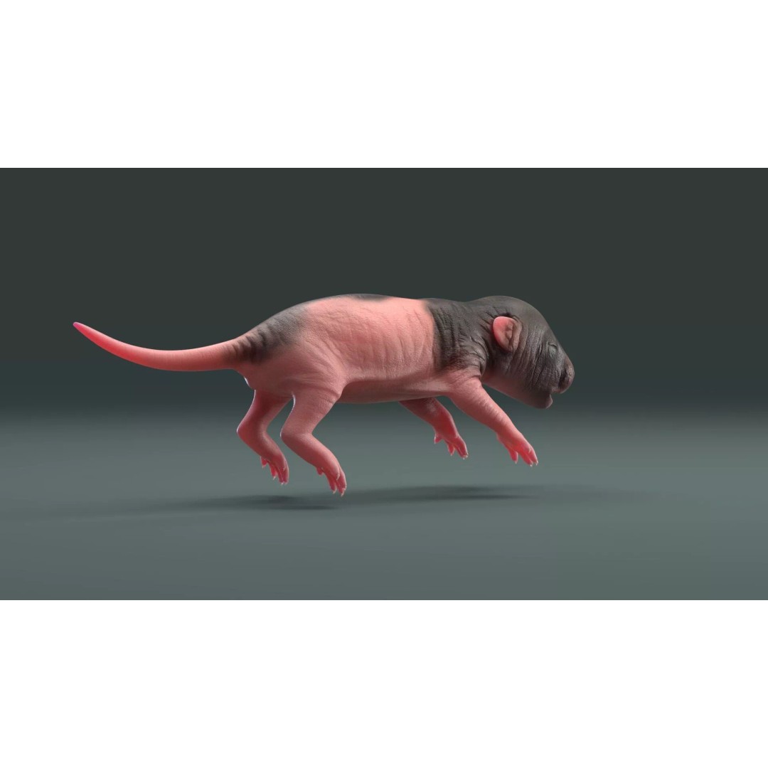 Realistic Baby Rat 3D Model – High Poly PBR Textured, FBX, OBJ - View 14