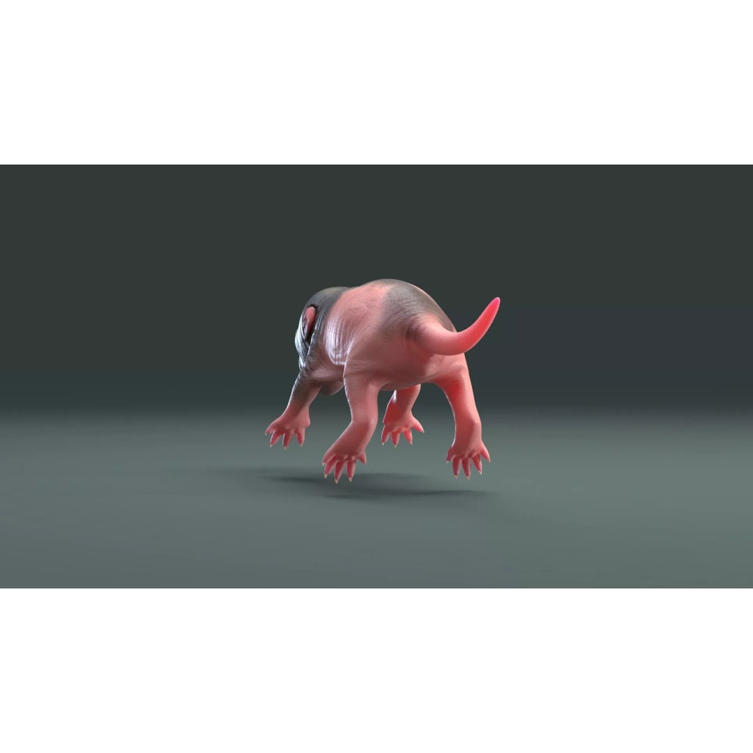 Realistic Baby Rat 3D Model – High Poly PBR Textured, FBX, OBJ - View 15
