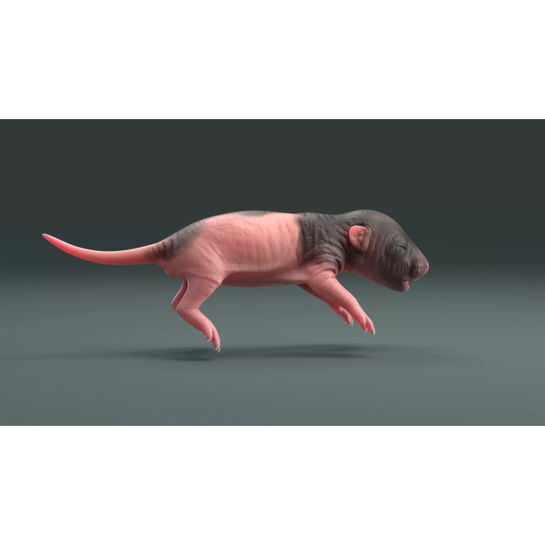 Realistic Baby Rat 3D Model – High Poly PBR Textured, FBX, OBJ - View 16