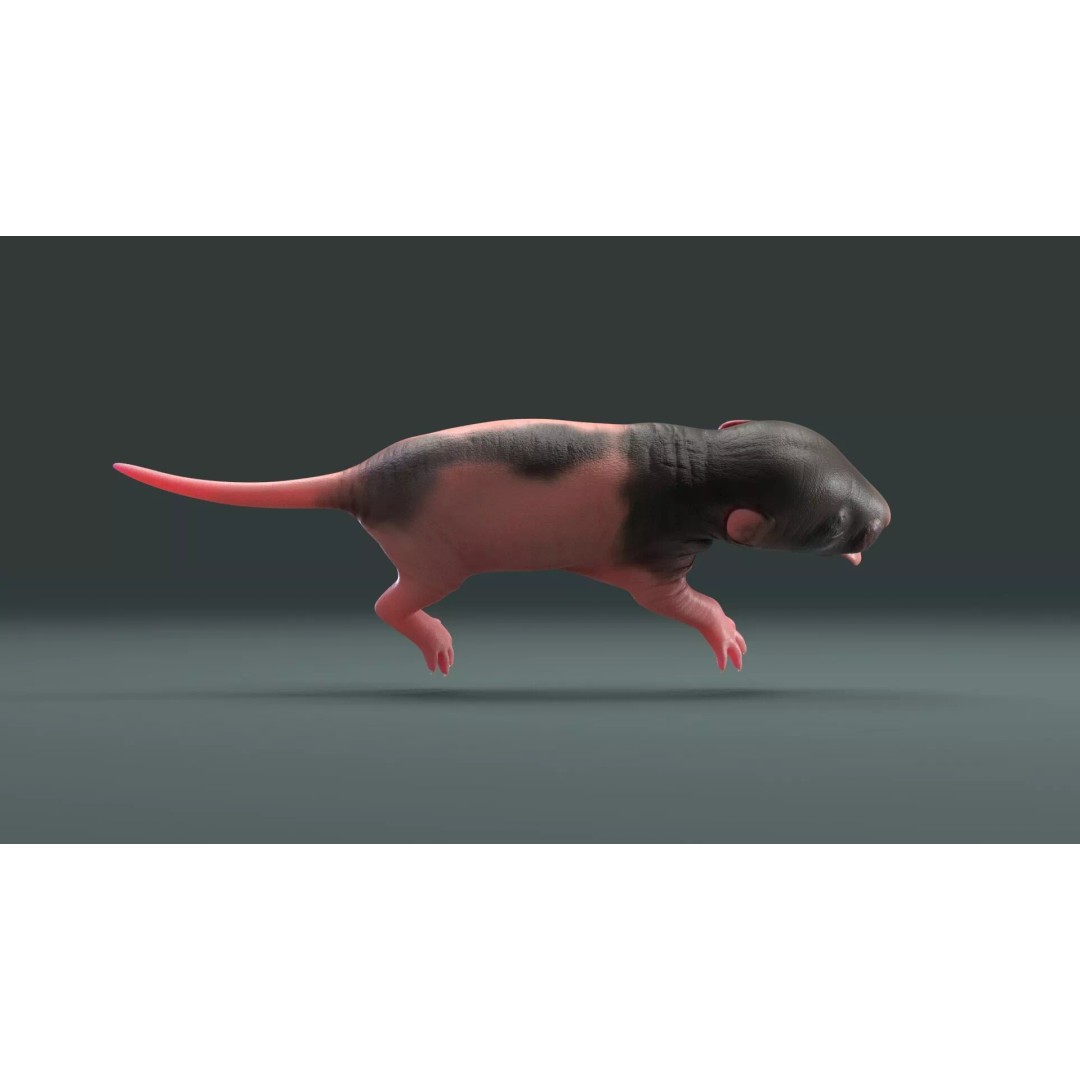 Realistic Baby Rat 3D Model – High Poly PBR Textured, FBX, OBJ - View 17