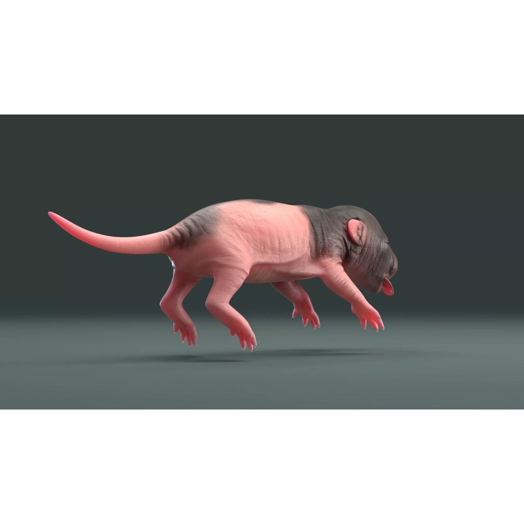 Realistic Baby Rat 3D Model – High Poly PBR Textured, FBX, OBJ - View 18