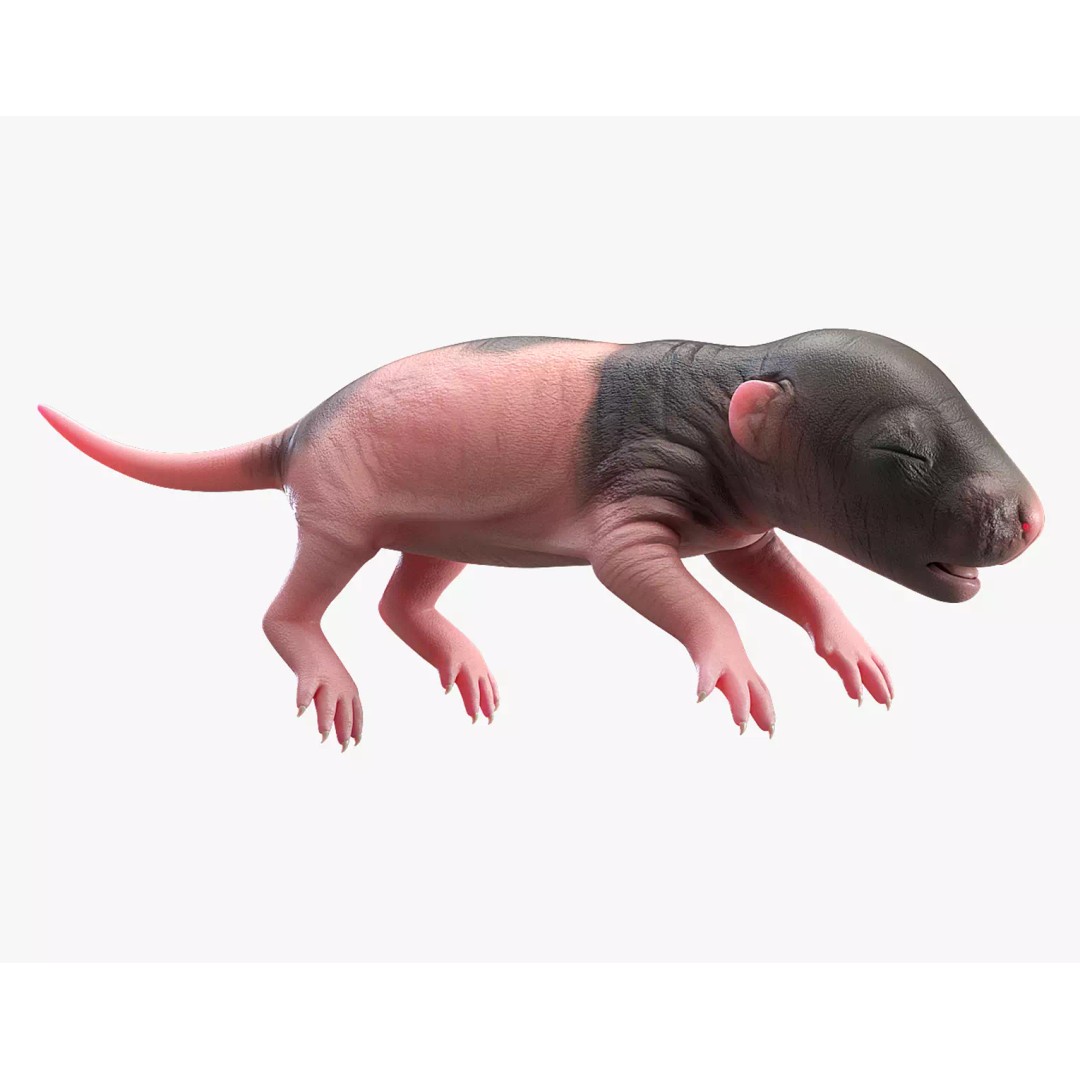 Realistic Baby Rat 3D Model – High Poly PBR Textured, FBX, OBJ - View 2