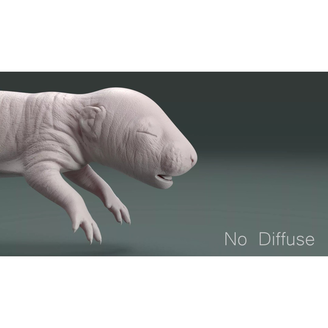 Realistic Baby Rat 3D Model – High Poly PBR Textured, FBX, OBJ - View 21