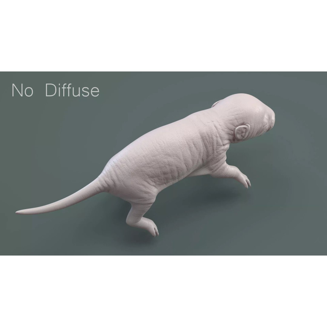 Realistic Baby Rat 3D Model – High Poly PBR Textured, FBX, OBJ - View 22