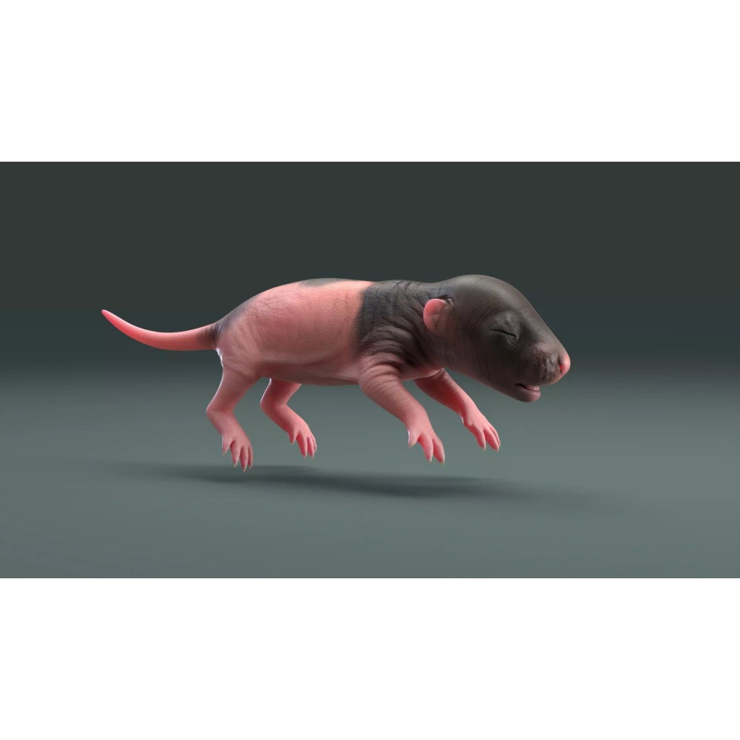Realistic Baby Rat 3D Model – High Poly PBR Textured, FBX, OBJ - View 3