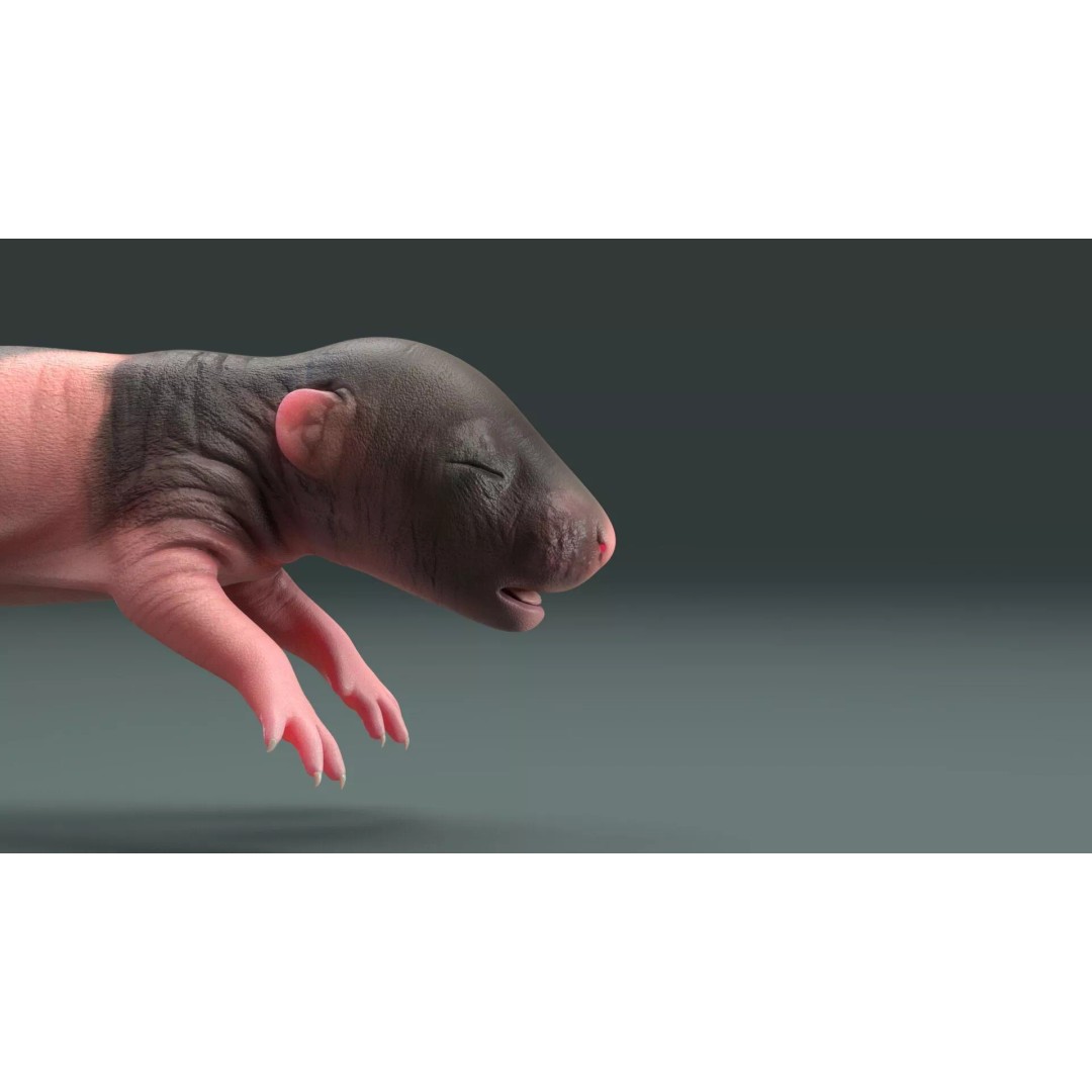 Realistic Baby Rat 3D Model – High Poly PBR Textured, FBX, OBJ - View 4