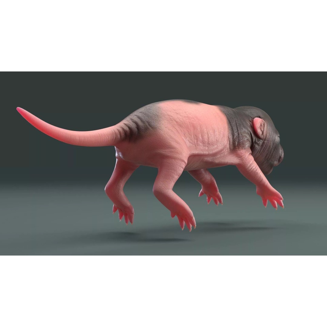 Realistic Baby Rat 3D Model – High Poly PBR Textured, FBX, OBJ - View 5