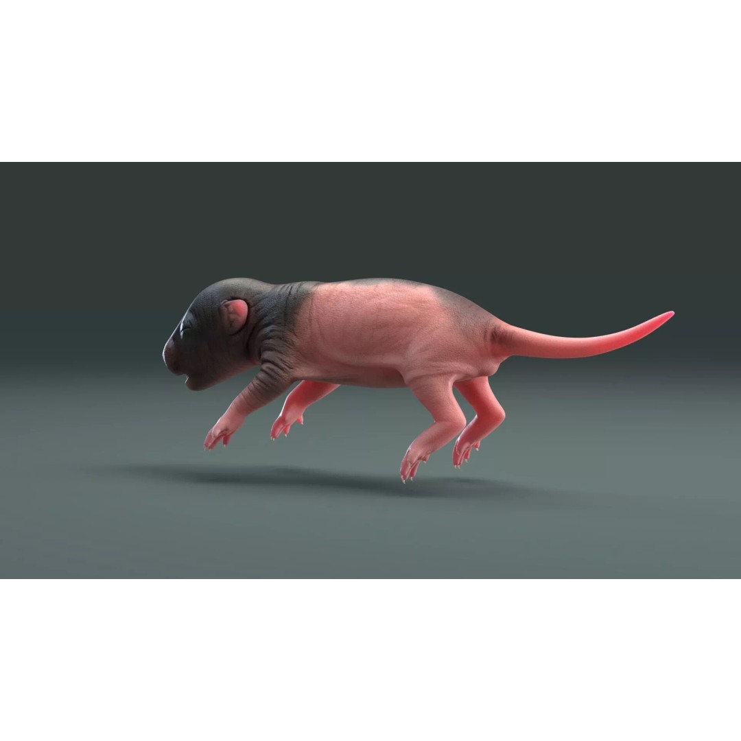 Realistic Baby Rat 3D Model – High Poly PBR Textured, FBX, OBJ - View 6