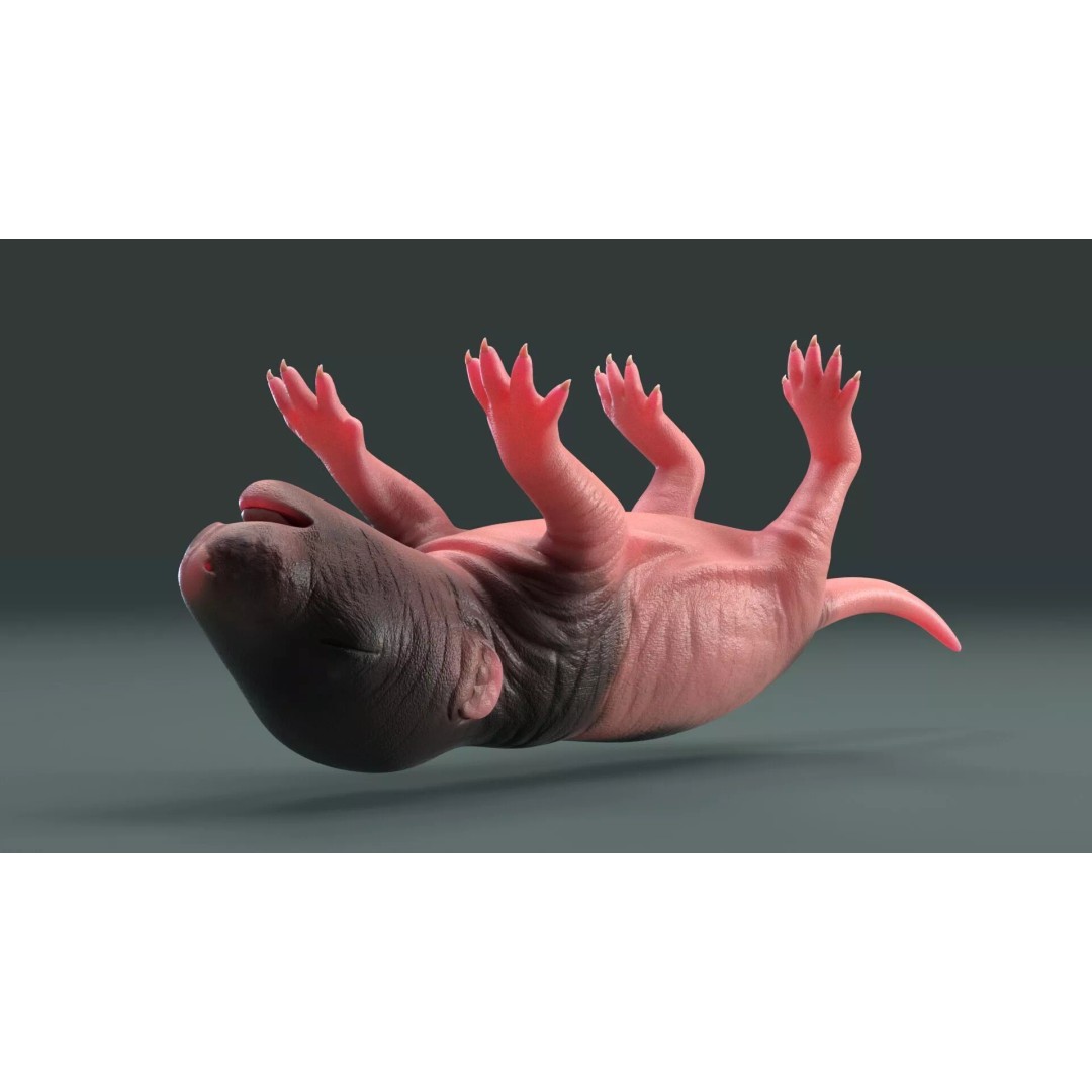 Realistic Baby Rat 3D Model – High Poly PBR Textured, FBX, OBJ - View 7