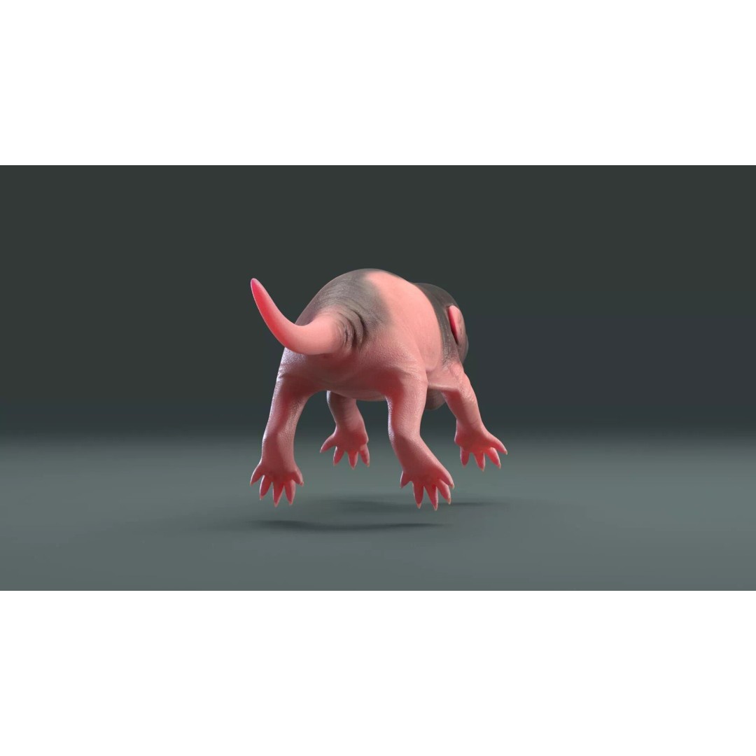 Realistic Baby Rat 3D Model – High Poly PBR Textured, FBX, OBJ - View 8
