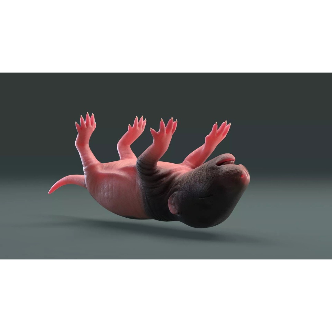 Realistic Baby Rat 3D Model – High Poly PBR Textured, FBX, OBJ - View 9