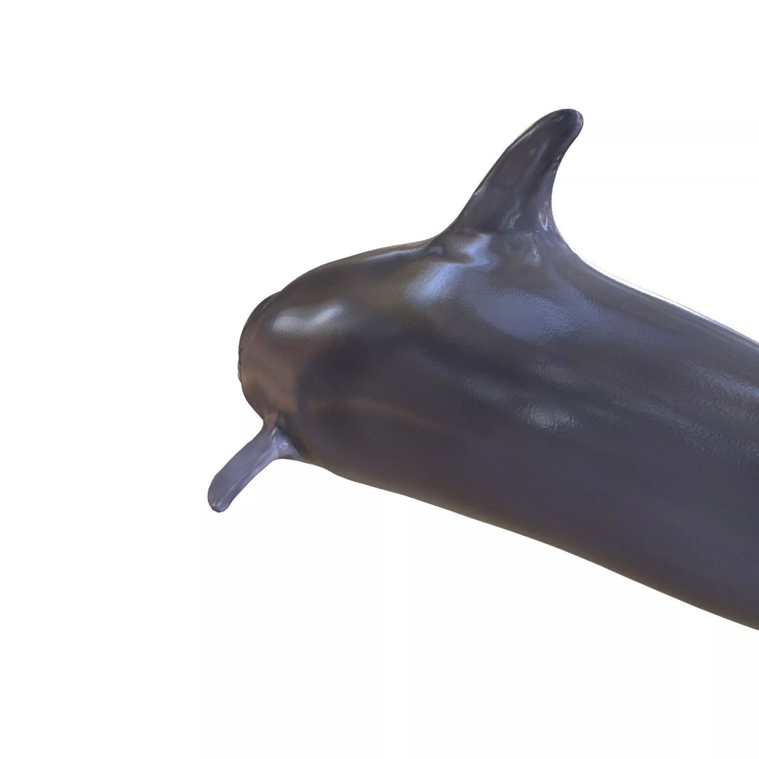 Animated Goldfish 3D Model – Low Poly Rigged Fish, FBX - View 4