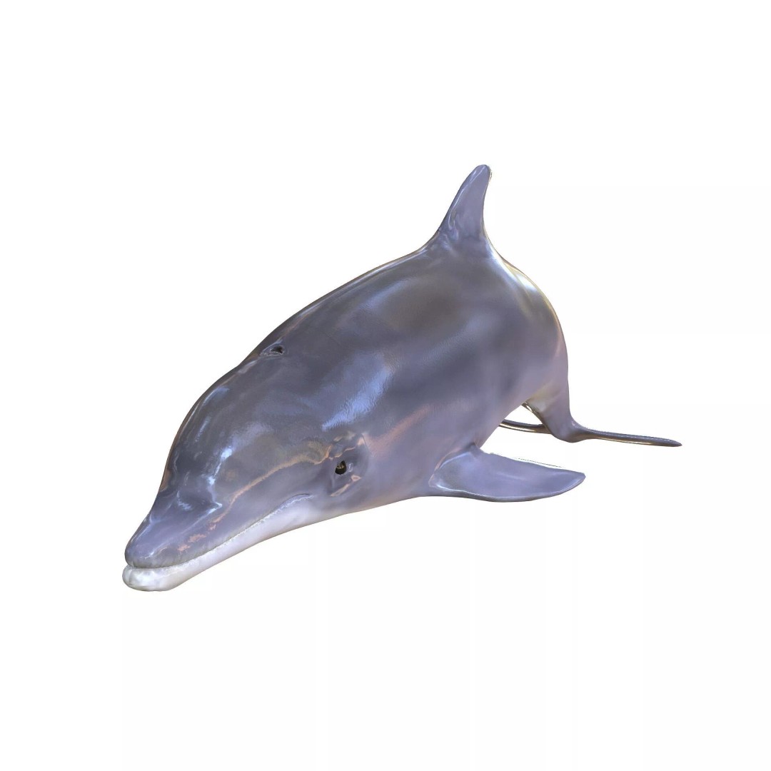 Animated Goldfish 3D Model – Low Poly Rigged Fish, FBX - View 5