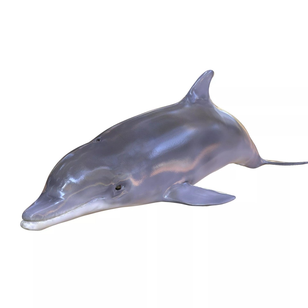 Animated Goldfish 3D Model – Low Poly Rigged Fish, FBX - View 6