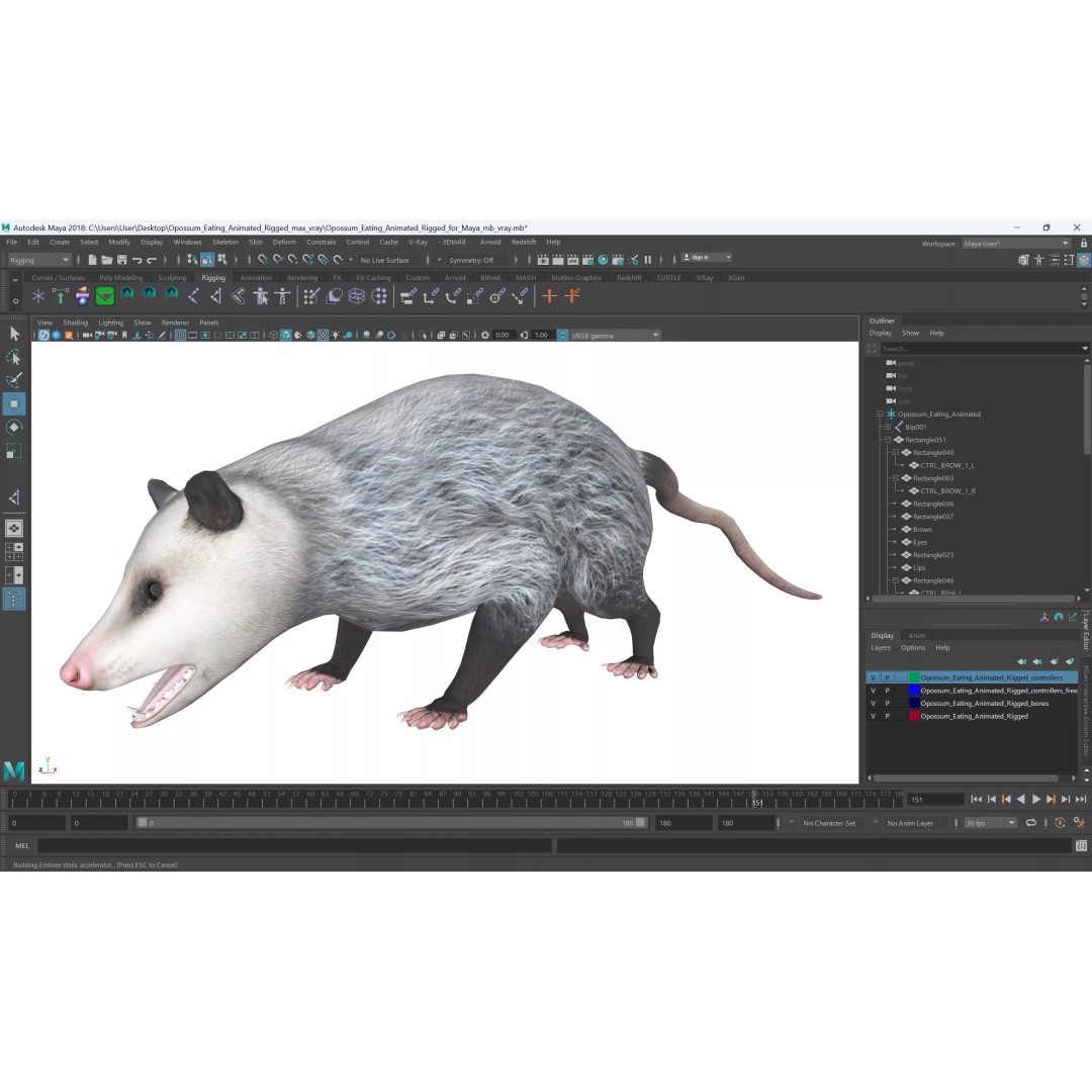 Opossum Eating 3D Model – Animated Rigged Character for Maya