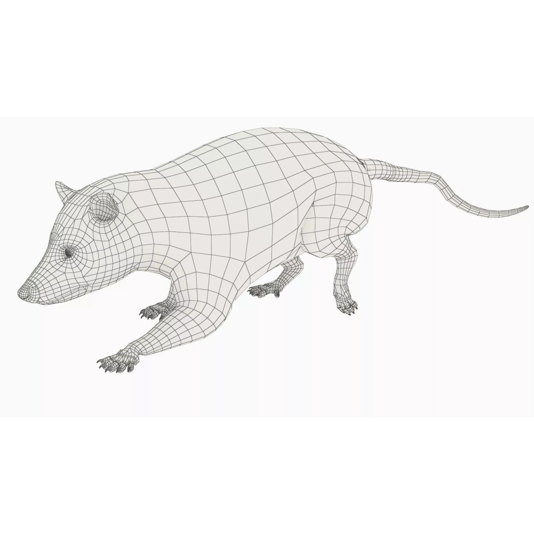 Opossum Eating 3D Model – Animated Rigged Character for Maya - View 12