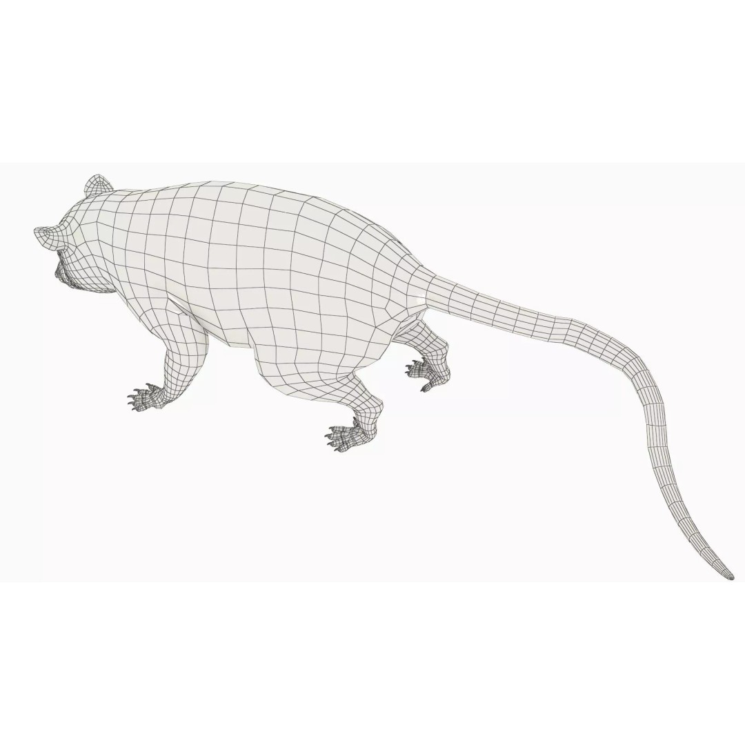 Opossum Eating 3D Model – Animated Rigged Character for Maya - View 13