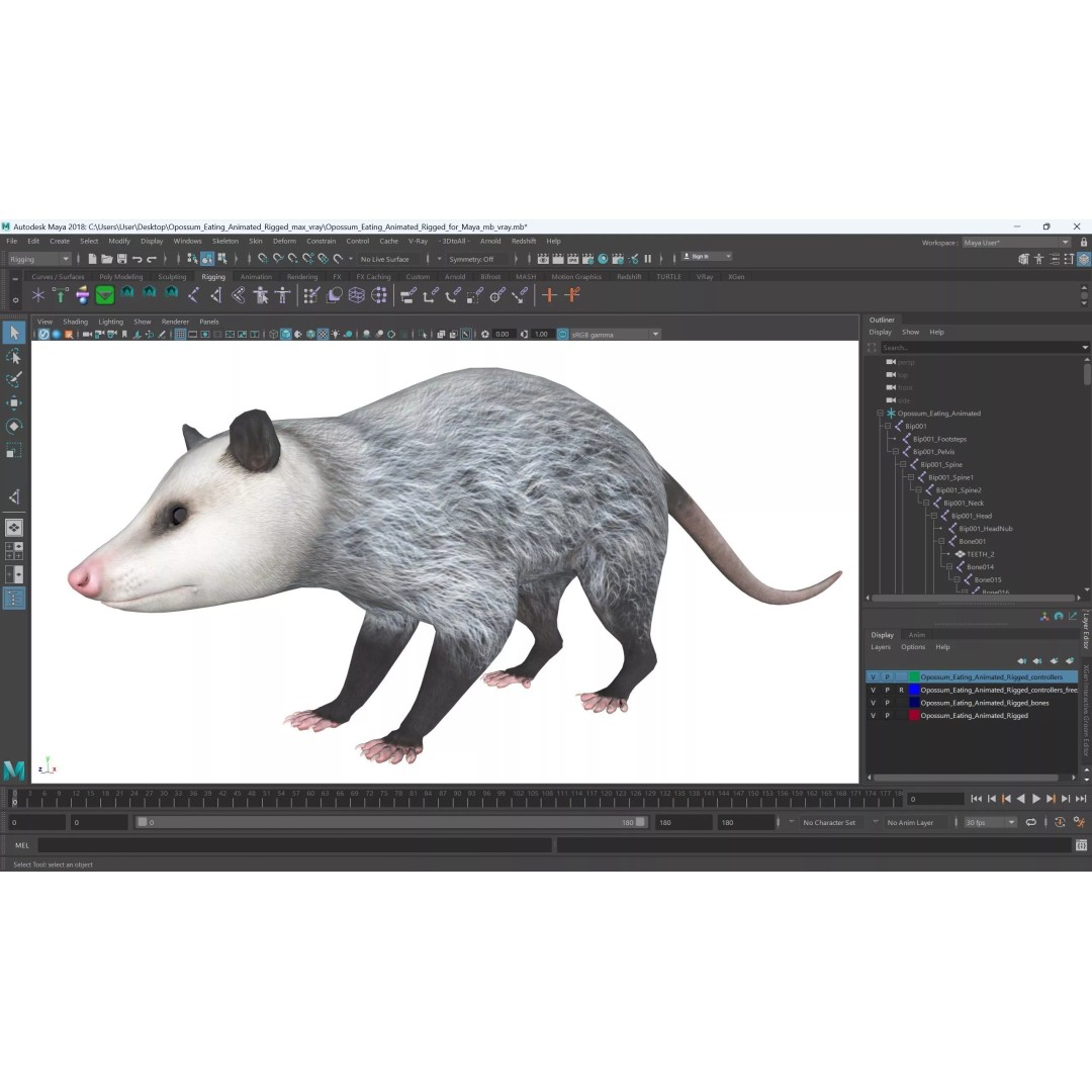 Opossum Eating 3D Model – Animated Rigged Character for Maya - View 19