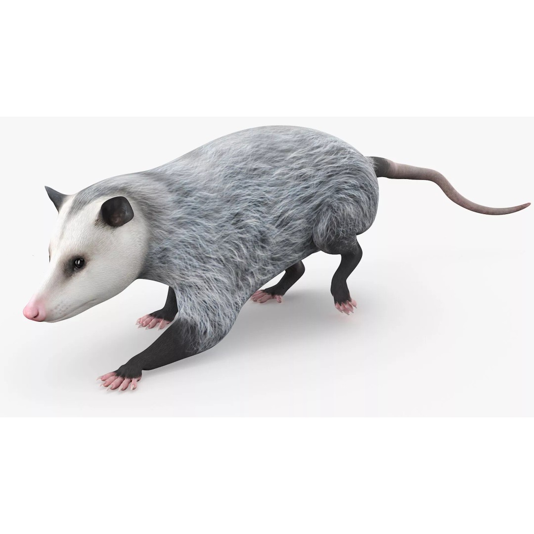 Opossum Eating 3D Model – Animated Rigged Character for Maya - View 2