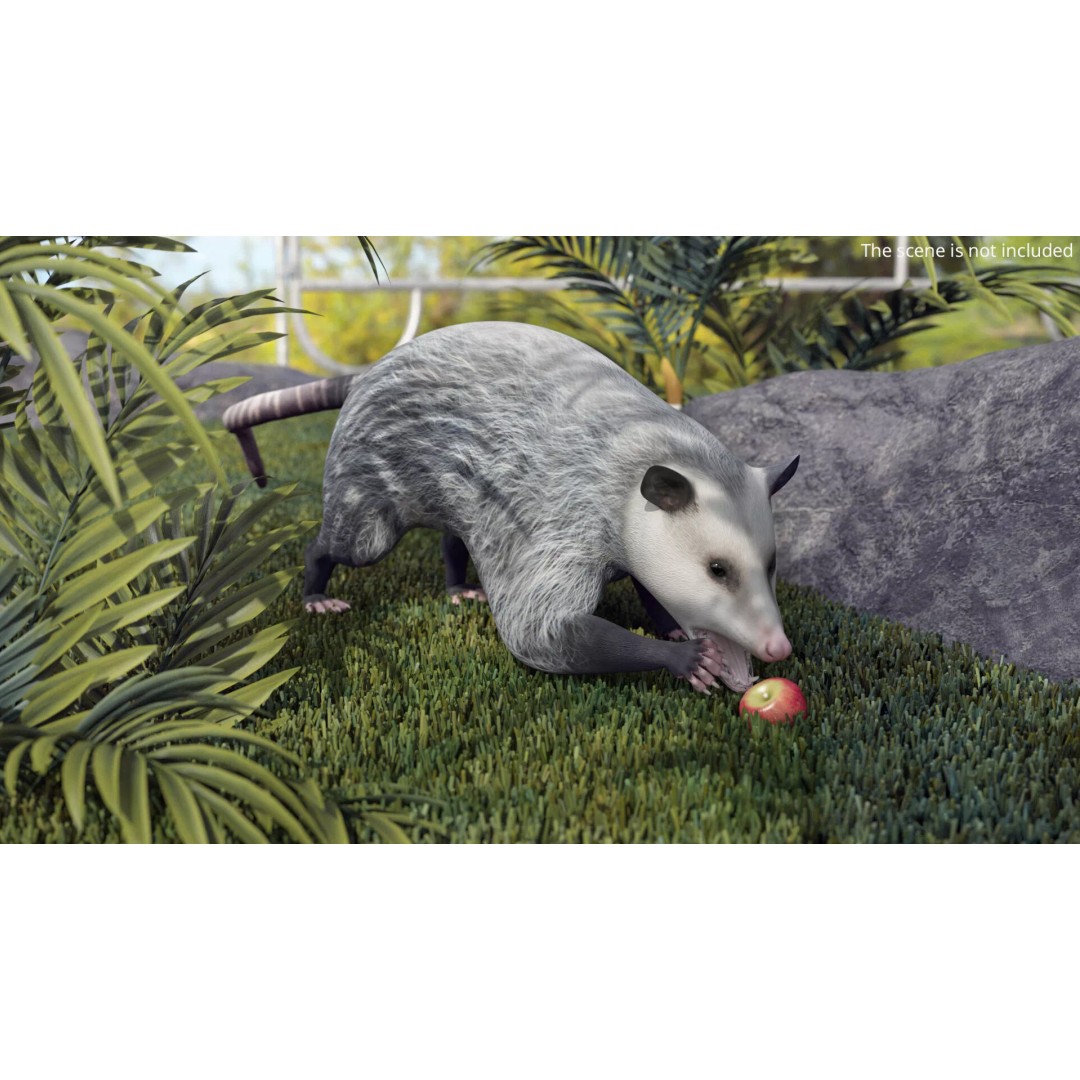 Opossum Eating 3D Model – Animated Rigged Character for Maya - View 3