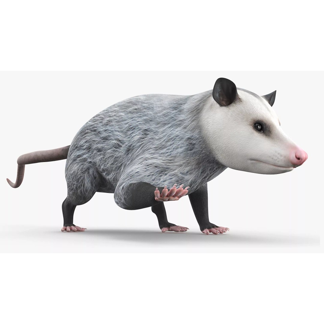 Opossum Eating 3D Model – Animated Rigged Character for Maya - View 4