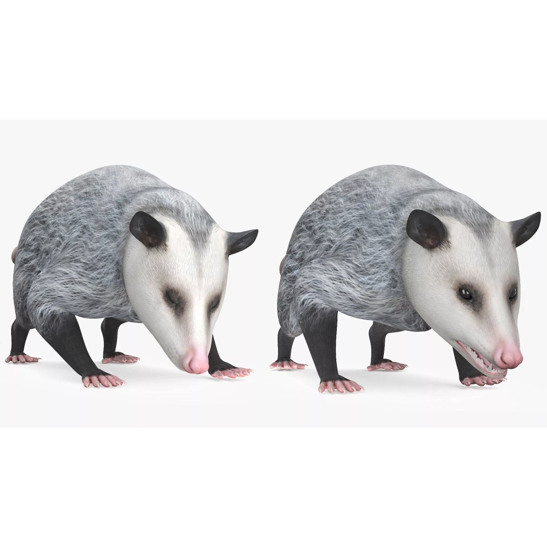 Opossum Eating 3D Model – Animated Rigged Character for Maya - View 5