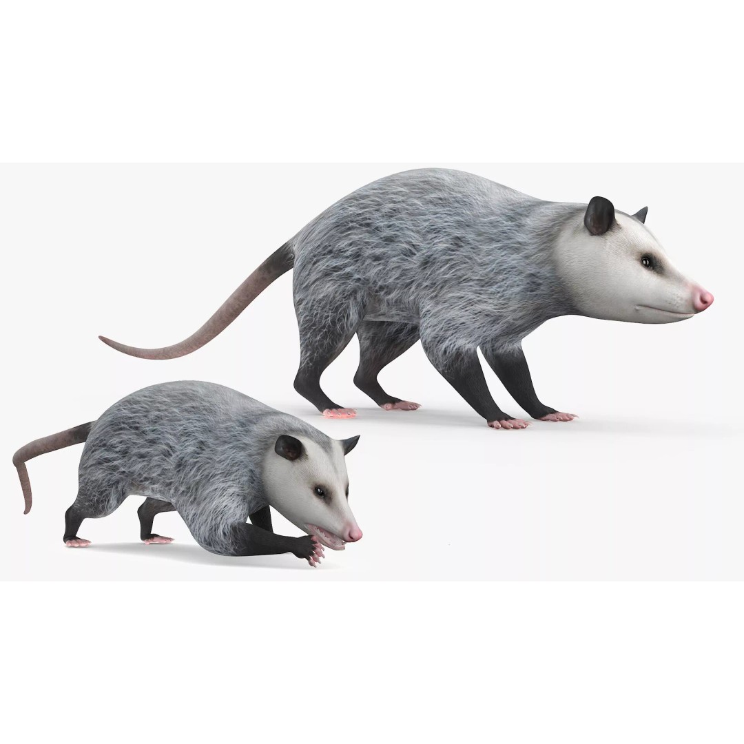 Opossum Eating 3D Model – Animated Rigged Character for Maya - View 6