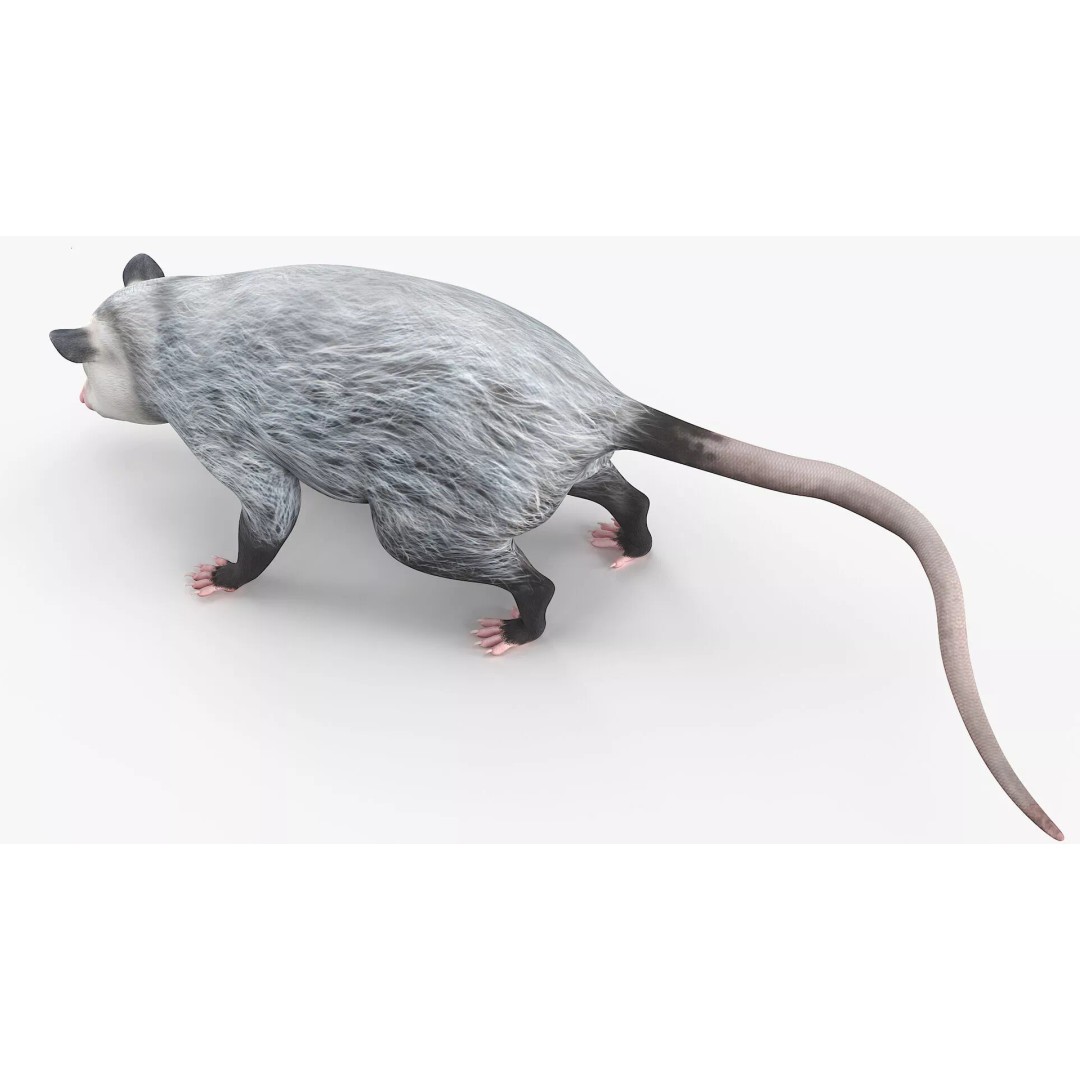 Opossum Eating 3D Model – Animated Rigged Character for Maya - View 7