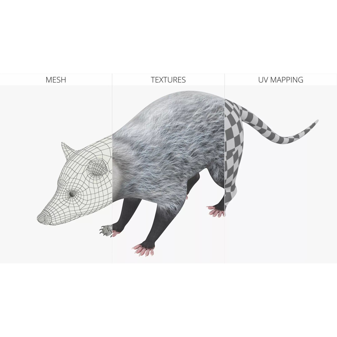 Opossum Eating 3D Model – Animated Rigged Character for Maya - View 8