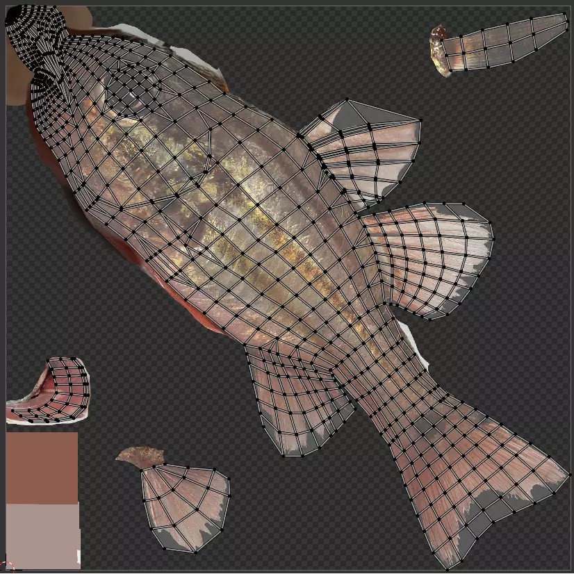 Doederleins Cardinalfish 3D Model – Low Poly PBR Fish Asset, FBX - View 13