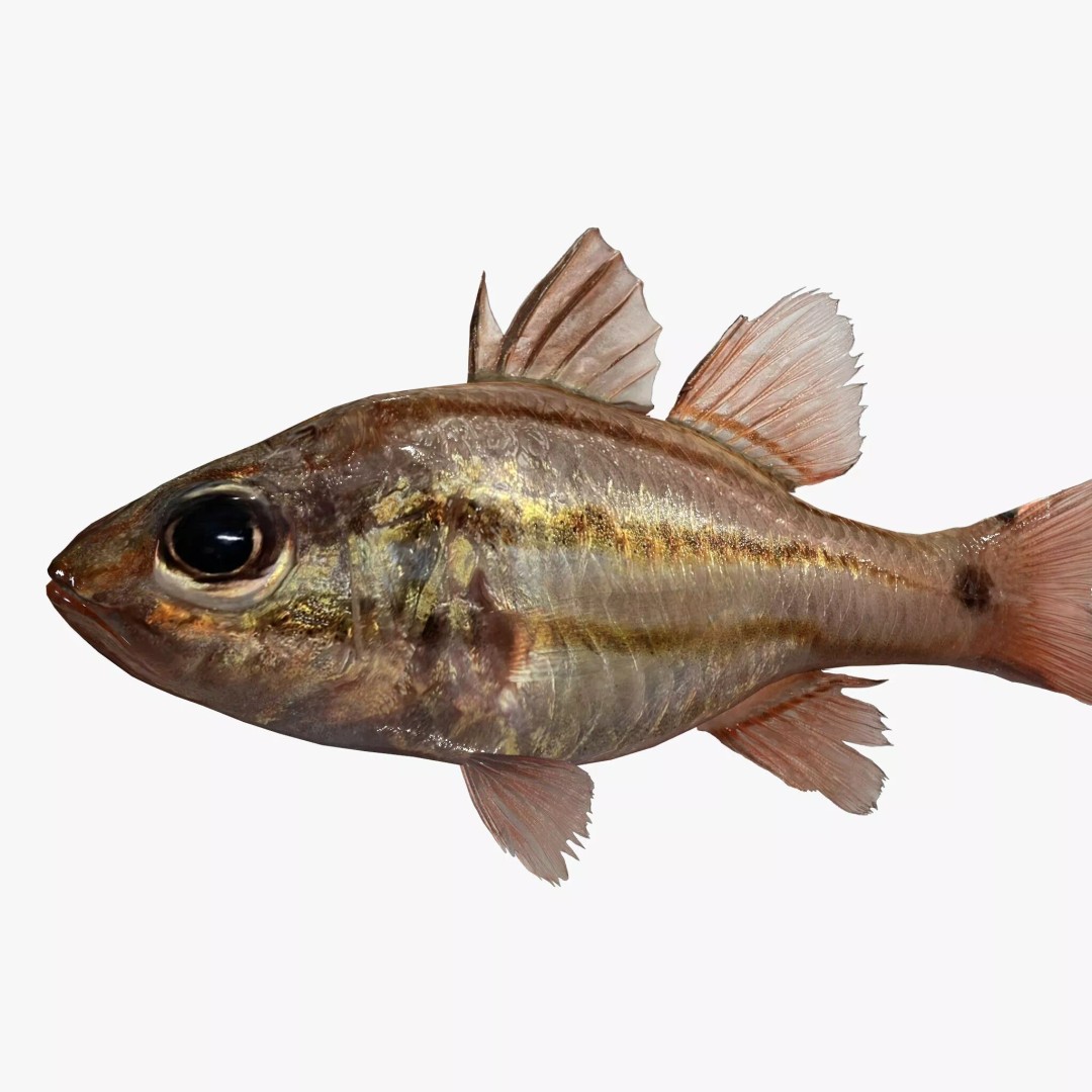 Doederleins Cardinalfish 3D Model – Low Poly PBR Fish Asset, FBX - View 2