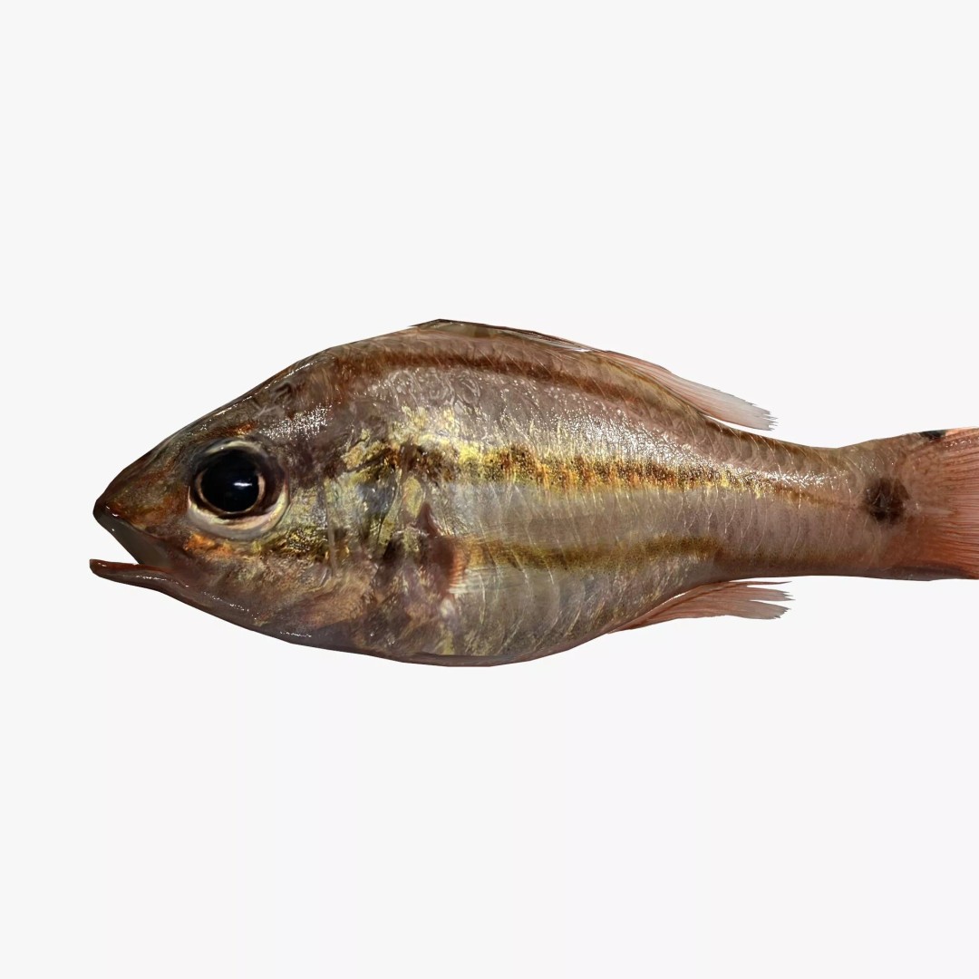 Doederleins Cardinalfish 3D Model – Low Poly PBR Fish Asset, FBX - View 3