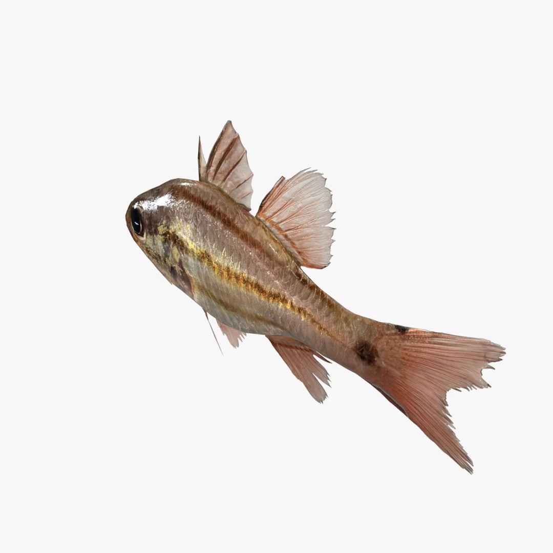 Doederleins Cardinalfish 3D Model – Low Poly PBR Fish Asset, FBX - View 4