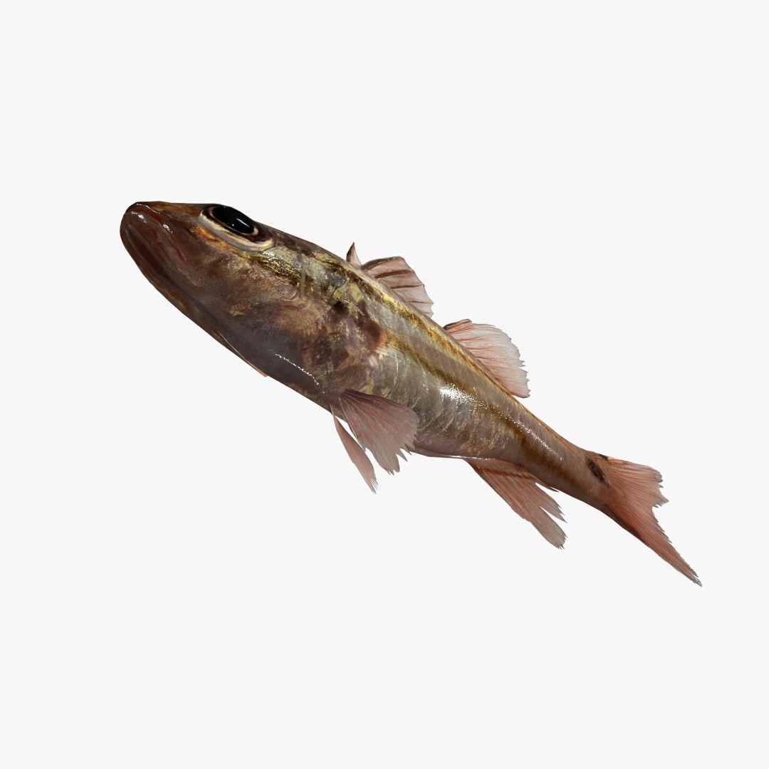 Doederleins Cardinalfish 3D Model – Low Poly PBR Fish Asset, FBX - View 5