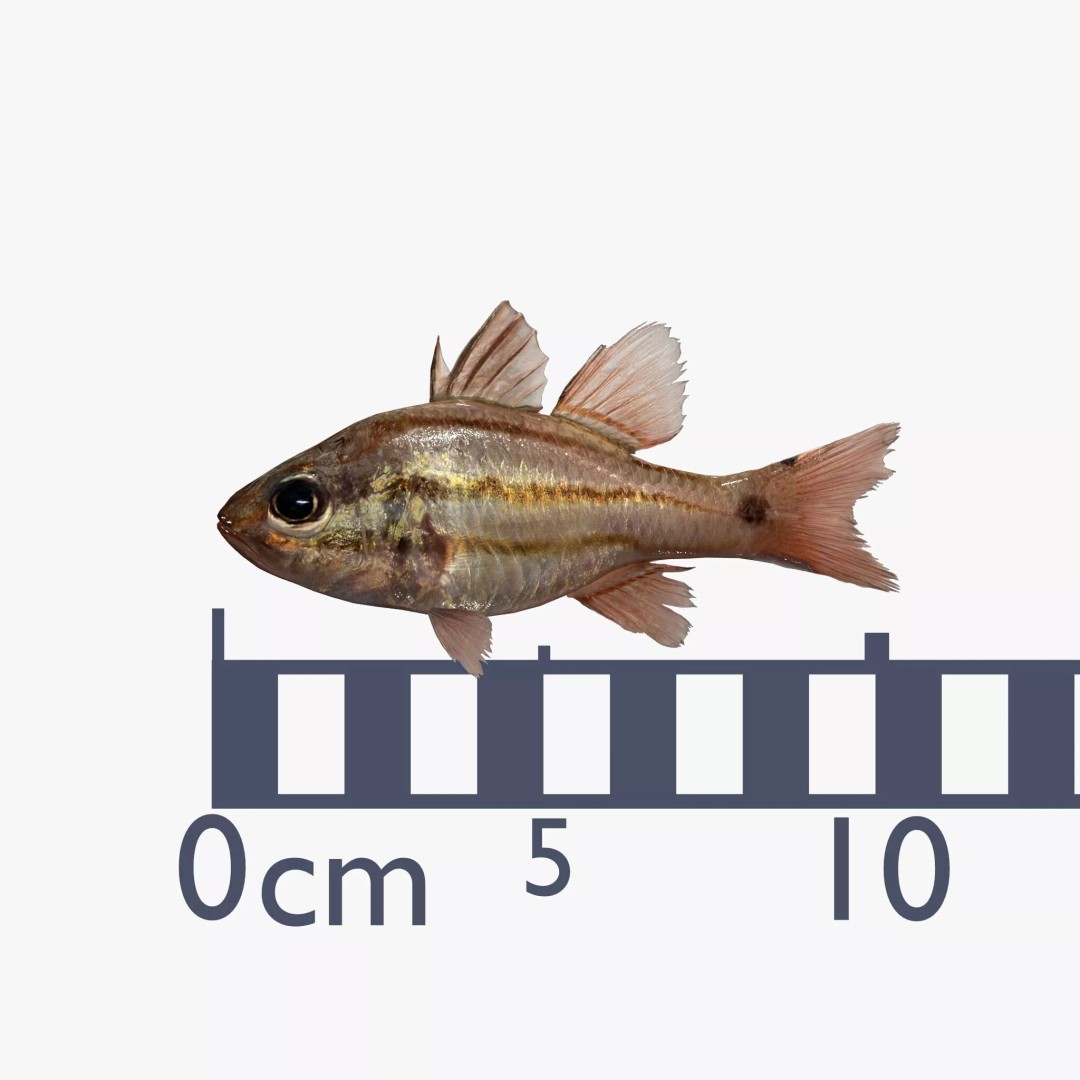 Doederleins Cardinalfish 3D Model – Low Poly PBR Fish Asset, FBX - View 6