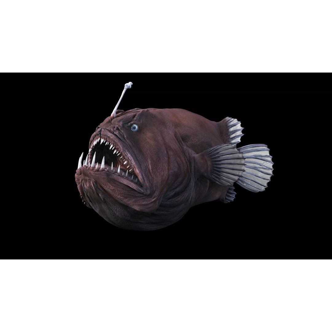 Deep Sea Anglerfish 3D Model – Low Poly Game Asset, FBX - View 10
