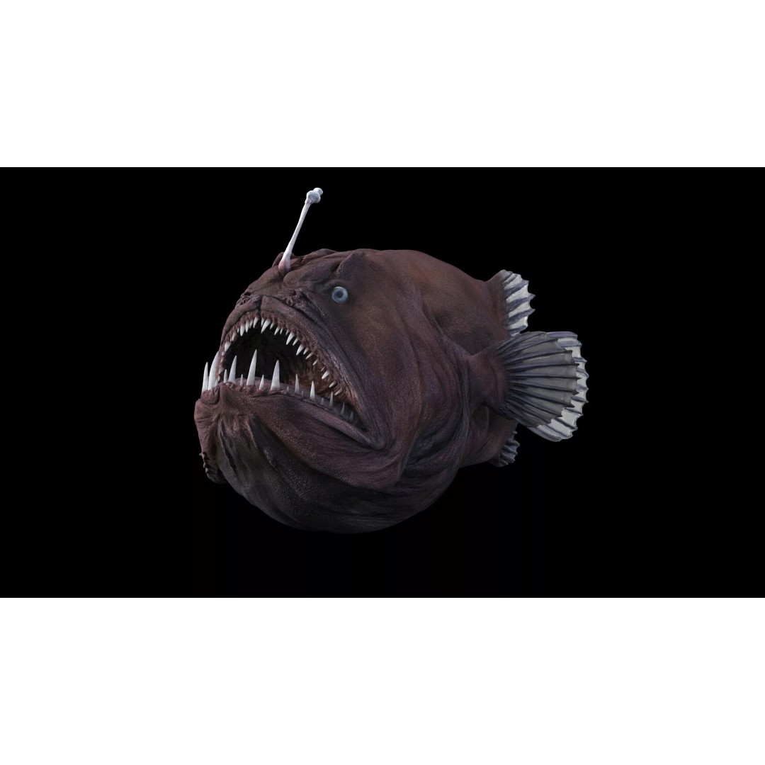 Deep Sea Anglerfish 3D Model – Low Poly Game Asset, FBX - View 11