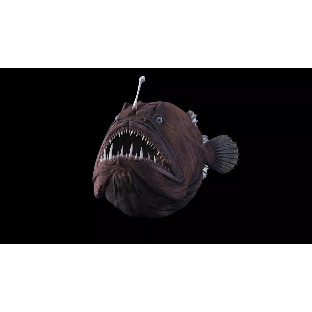 Deep Sea Anglerfish 3D Model – Low Poly Game Asset, FBX - View 12